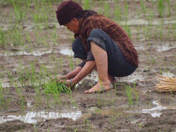 Krajobraz wiejski - rolnik na polu ryżowym
