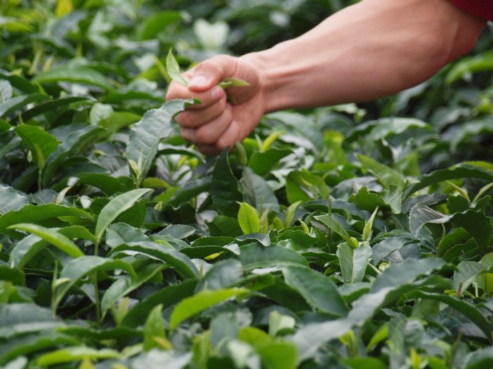 Plantacja herbaty - zbieranie liści