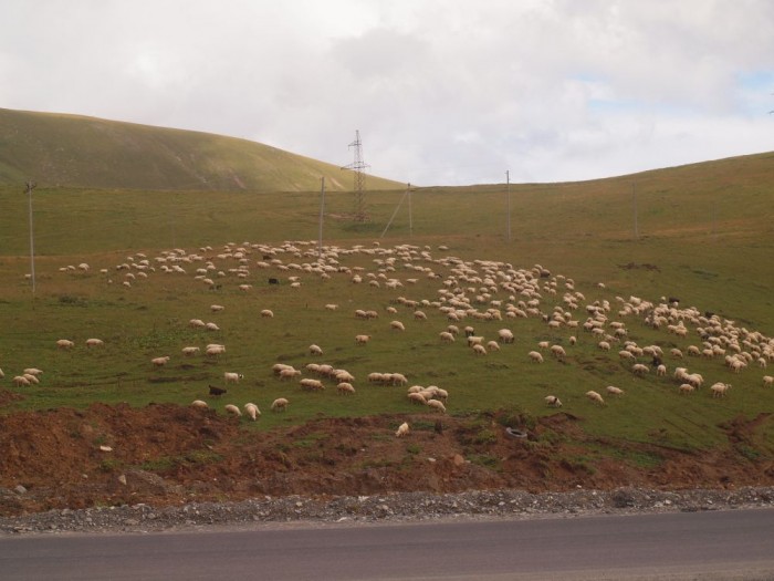Owce na przełeczy
