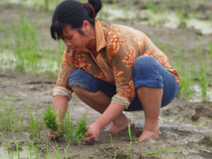 Krajobraz wiejski - rolnik na polu ryżowym