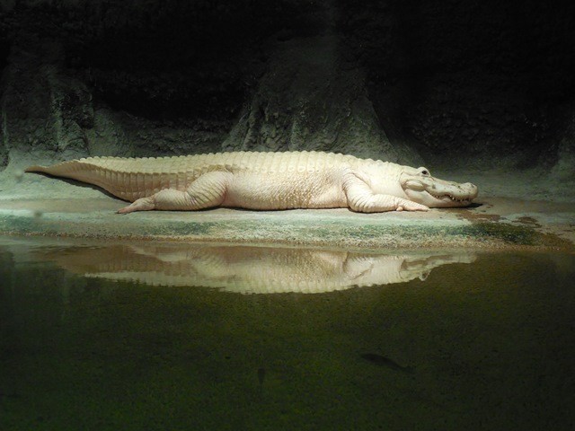 O dziwo, aligator albinos nie był najdziwniejszym zwierzęciem w Zoo...
