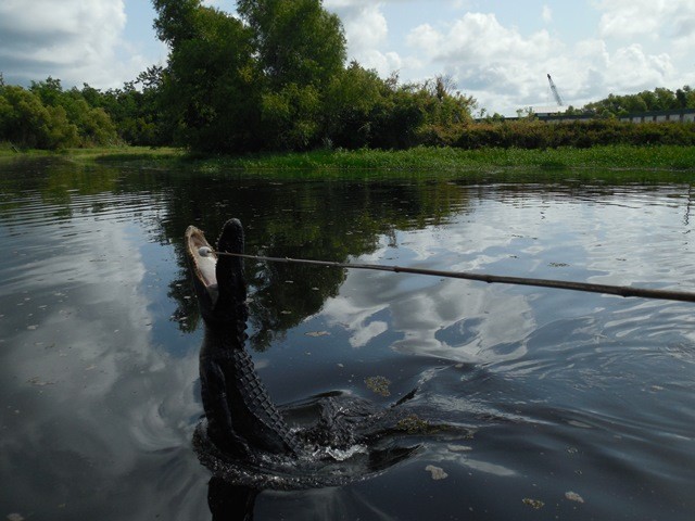 Kto by pomyślał, że aligatory dla pianek zrobią wszystko... ;)