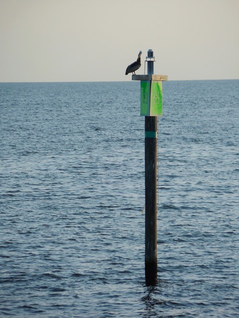 Uwaga, pelikan na horyzoncie :)