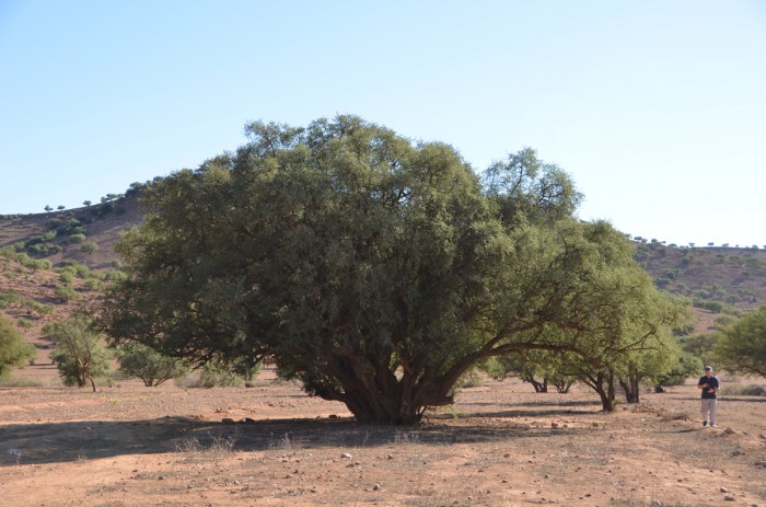 Drzewo arganowe