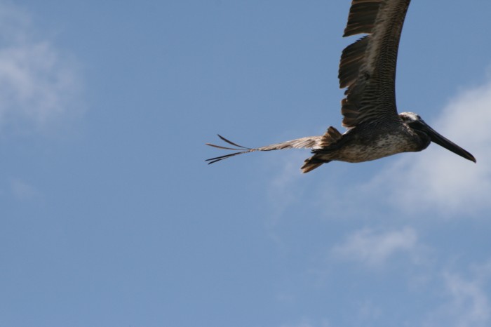 Pelikan - tym razem dostojny lot