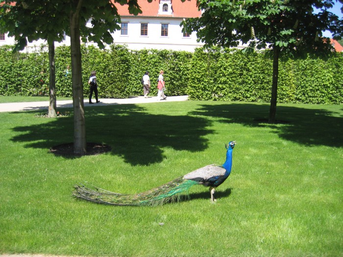 Paw na wolności w ogrodach Pałacu Waldsteina