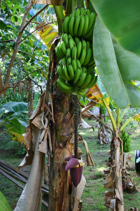 Bananowiec
