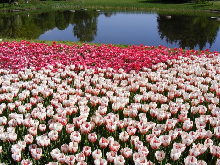 Ogród Botaniczny - tulipany.
