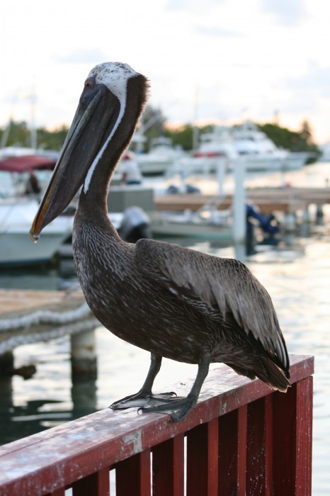 Pelikan czarny