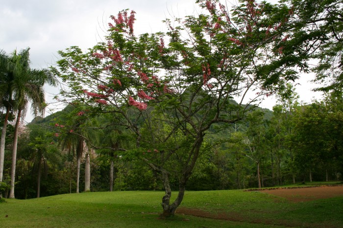 Portorykańskie drzewo