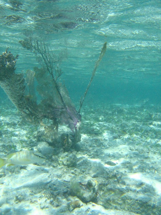 Podwodny świat morza karaibskiego