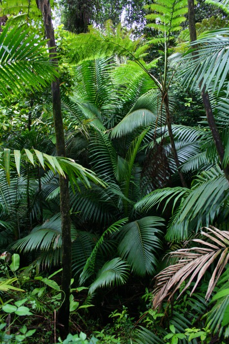 Tropikalny las deszczowy El Yunque
