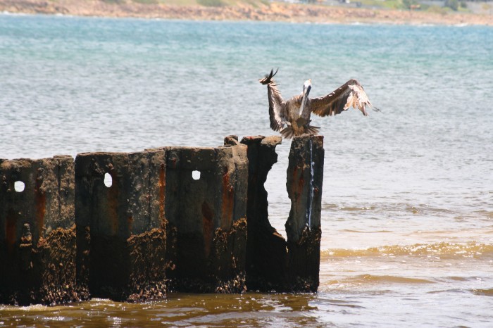 Gestykulacje pelikana