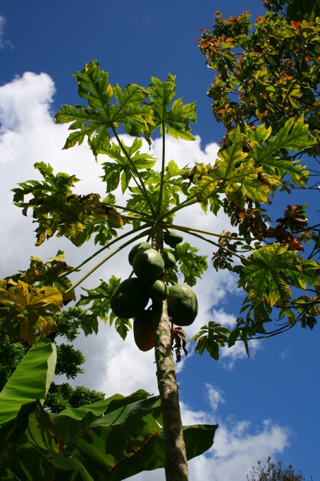 Drzewo papai