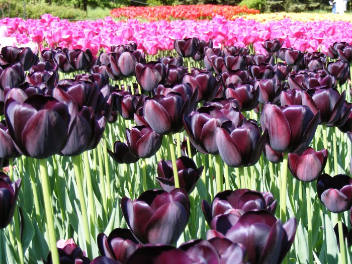 Ogród Botaniczny - tulipany.