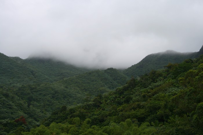 Tropikalny las deszczowy El Yunque